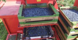 Venderé bayas frescas de Kamchatka, variedades Wojtek y Zojka.