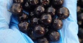 El sol de Macedonia hace el chokeberry más dulce