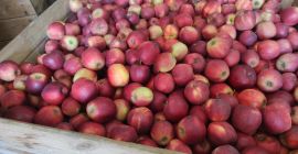 Tengo 400 t de manzanas para vender para su