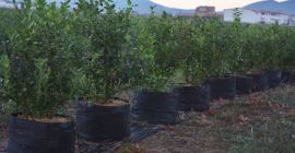 La cosecha generalmente se extiende a partir de finales