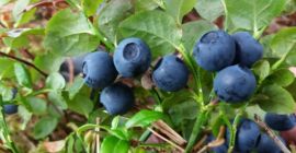 Hola, vendo cualquier cantidad de arándanos en litros