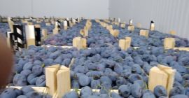 Productor de ciruelas frescas de la República de Moldavia