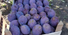 Venta de ciruelas de la República de Moldavia