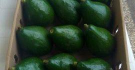 Aguacate fresco, verduras, frutas que buscamos compradores.