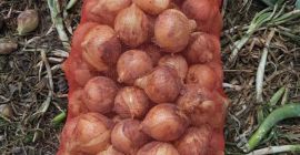 ¡Buenos días! ¡Musaevs Exim &amp; Consulting ofrece frutas y