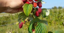 Somos una plantación de frambuesas y ofrecemos alrededor de