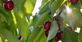 Variedades: Boamba de Cotnari, Van, Stella