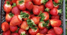 Vendo fresas orgánicas. Más detalles por teléfono o SMS