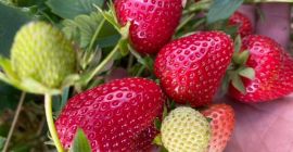 Venderé fresas industriales para jugos, mermeladas y postre, la