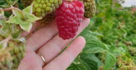 Frambuesas orgánicas, laszka y polka