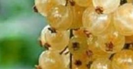 Venta de recolección mecánica de grosella blanca