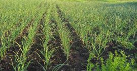 Muy buen ajo cultivado y cuidado a tiempo