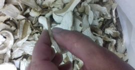 Wistawim Fakture vat .grzyby tejrecne Mashroom boletus 1 especie