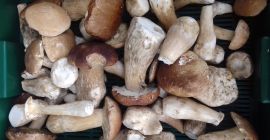 700-900 kg. Samohod chlodnija