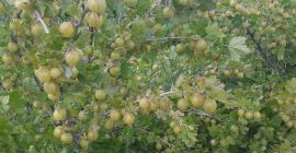 Vendo grosellas para hacer prensado, purés, etc. Sin moho