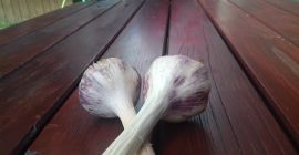 Ajo Harnaś fresco 2018. Tengo unos 4.000