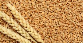 Somos proveedores mayoristas de productos de trigo y cereales