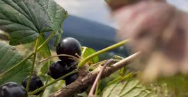 Hola, venderé - recogido a mano - grosella negra.