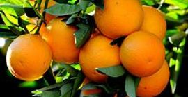 Naranja al por mayor de túnez Ofrecemos naranja fresca