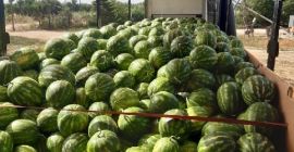 Venderé sandía a granel, país de origen, Grecia, muy