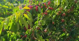 Hola, vendo una gran cantidad de cerezas de diversas