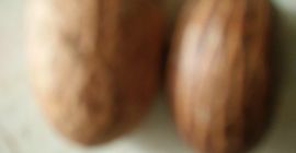 Bitter Kola de alta calidad, también conocida como Garcinia