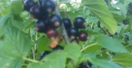 Grosellas negras y grosellas rojas 28-30 de junio de