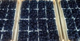 Venderé Blackberry sin espinas en cualquier empaque, dependiendo del