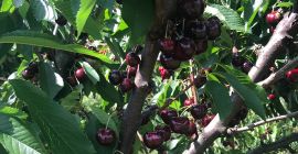 Cherry Burlat, luego otras variedades, Cordia, Van