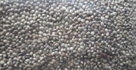 Nos gustaría comprar semillas enteras de cáñamo (konopie). Embaladas