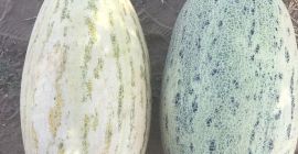 Melones &quot;Torpedo&quot; Producción de Uzbekistán. Entrega rápida a Polonia.