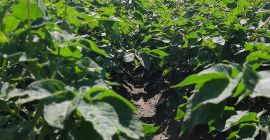 Patatas a la venta. La finca tiene 5 horas