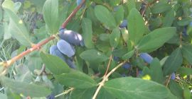 Venderé una baya de Kamchatka. La fruta se rompe