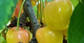 Sumit, Wanda, Sam, Techlowan, Kordia, Regina, Sylwia y Vega,