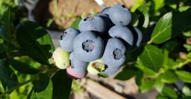 Vendemos arándanos orgánicos / BIO que se producen en