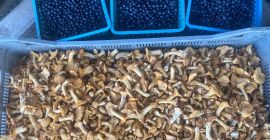 Empezamos la temporada 2021. Ahora podemos ofrecer setas frescas