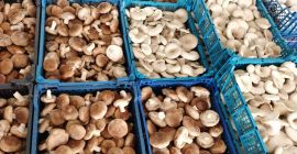 Tengo más de 3 toneladas de hongos Shiitake a