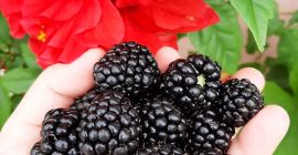 ¡Hola! Productor agrícola de la comuna PLESOIU OLT (189