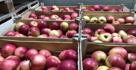 Apple de productos de alta calidad de almacenamiento en