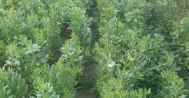 Habas recién desgarradas a la venta.