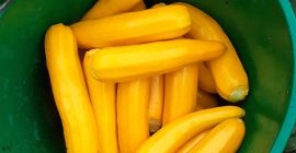 Calabacín amarillo, calibre comercial hasta 4 cm 1,5 PLN