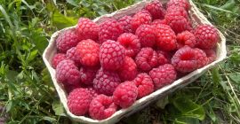 Finca ecológica certificada a partir de 6 años. Empezamos