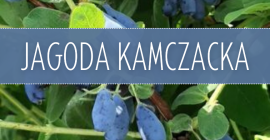 Hola. Tengo alrededor de 1,5 t de bayas haskap