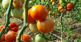 Los tomates producidos en mi propio solarium, sin fertilizantes