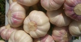 Venderé ajo polaco - variedades: Harnaś y Ornak. Precios