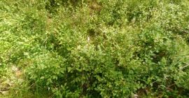 Pedidos de bayas recién recolectadas de más de 10