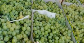 Las uvas de Macedonia estarán disponibles a principios de