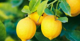 Hola, estoy comercializando limones cítricos de alta calidad.