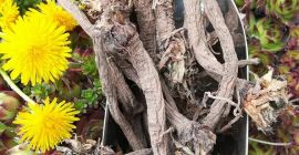 Diente de león para la venta Una raíz de