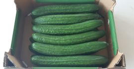 Venderé una gran variedad de pepino de invernadero. Gulfstream